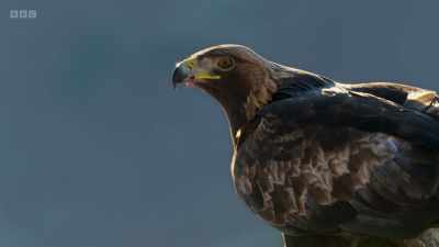 They were once widespread
across Britain and Ireland, - Wild Isles