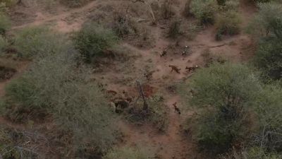 They outnumber the hyenas. - Chasing the Rains