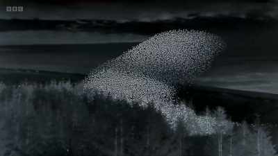 They pack ever more tightly
into the plantation. - Wild Isles