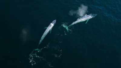 They pair up here
en route to mating grounds further south. - Our Great National Parks