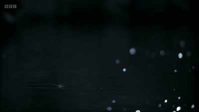 They patrol the river, searching
for tiny movements on the surface - Wild Isles