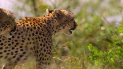 They patrol it together, - Our Planet