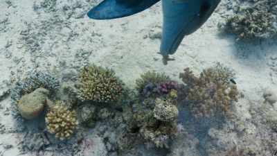 They pick up different bits
of broken coral, - Blue Planet II