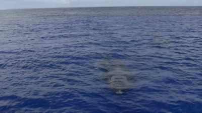 "They power on south like steam trains." - Secrets of the Whales
