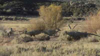 They prefer to feed on fruit and leaves... - Prehistoric Planet