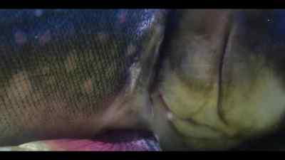 They prepare themselves
for a return to salt water. - Our Oceans