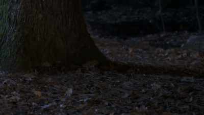 THEY PROBABLY CAME FROM DRIVING
THROUGH THE THICK UNDERBRUSH - Bloodlands
