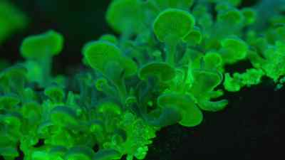 They produce their light by chemical
reactions deep within their tissues. - Prehistoric Planet