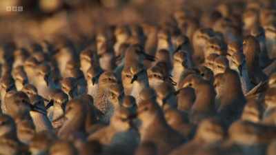 They provide vital refuelling
stations for migratory birds - Wild Isles