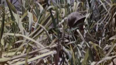THEY PROVIDED IDEAL
COVER FOR SNIPERS - The Pacific War in Color