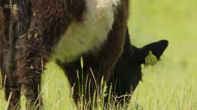 They pull clumps of grass, - Wild Isles