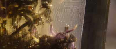 They pull other substances apart, - Alien Worlds