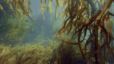 They pump out as much oxygen - Oceans: Our Blue Planet