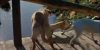 THEY PUT THEIR HEADS
TOGETHER A MOMENT, - The Incredible Journey