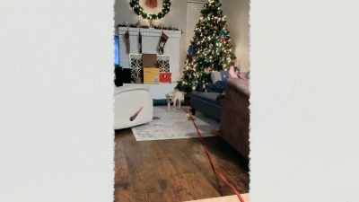 They reach sexual maturity
in about six months, - Inside the Mind of a Dog