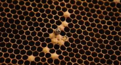 They reduce the population, - The Pollinators