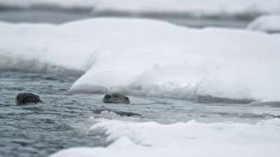 They rely
on the yellowstone river - Epic Yellowstone