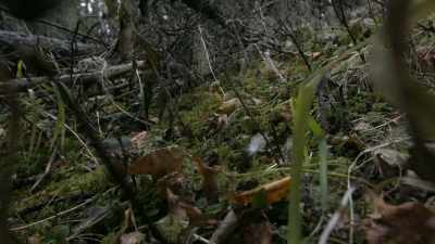 They were relying
on the camouflage so
I wouldn't see them. - Life Below Zero: Next Generation