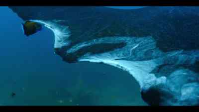 They remove infected tissue, - Our Oceans