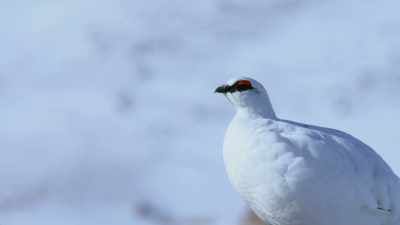 They replace their brown feathers
with pure white ones. - Attenborough's Life in Colour