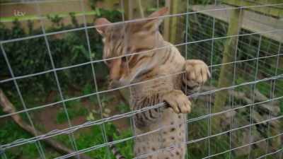 'They required - Britain's Tiger Kings - On the Trail with Ross Kemp