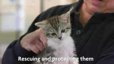They rescue dogs and cats, - Pignorant
