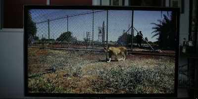 They rescued him
from a big cat sanctuary. - Knox Goes Away