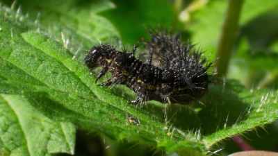 They respond by producing
their own protective chemicals. - The Green Planet