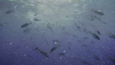 They rip through the lantern fish - Oceans: Our Blue Planet