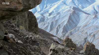 They rub particular rocks
with their cheeks... - Planet Earth: A Celebration