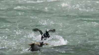 They rush the female, - Epic Yellowstone