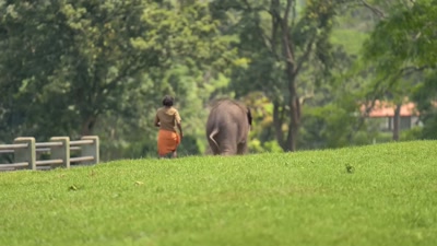 They said,
despite everyone else's efforts, - The Elephant Whisperers