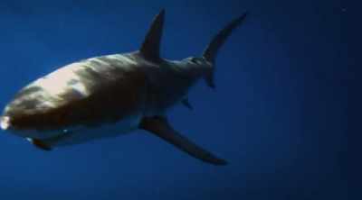 They say it's a great
white. Not one, but two. - Shark Attack Files