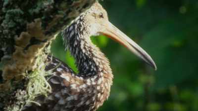 They scan their surroundings
looking a victim - Attenborough's Life in Colour