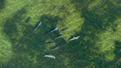 They search for food using echolocation,
a type of sonar. - Our Planet