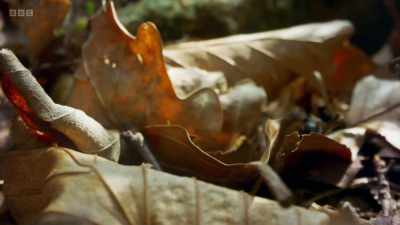 They search the forest floor for
food, - Wild Isles