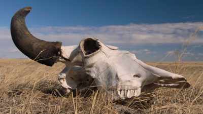 They searched for three months
without seeing a single one. - The American Buffalo