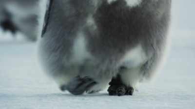 They set off at a steady pace. - Frozen Planet II