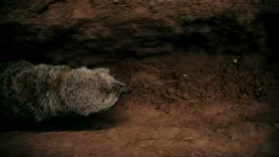 They were sharing their body
heat which they brought down
from the surface underground - One Strange Rock