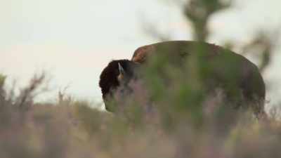 They shot one old bull,
but Hornaday considered it - The American Buffalo