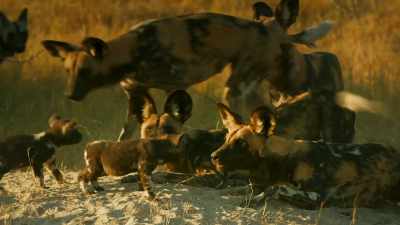 They should enjoy it while they can, - Serengeti