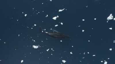 "They sleep through changing currents." - Secrets of the Whales