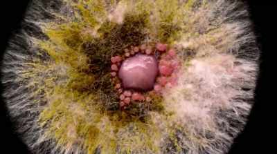 They solve problems,
and that's intelligence. - Fantastic Fungi