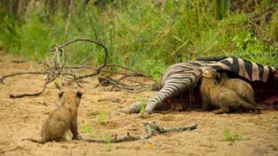 They soon tuck in, - Wild Babies