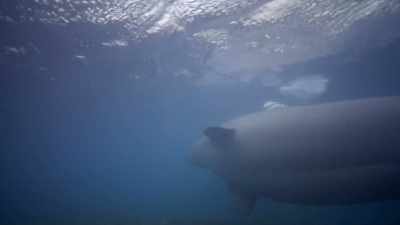 "They sound the alarm to others..." - Secrets of the Whales