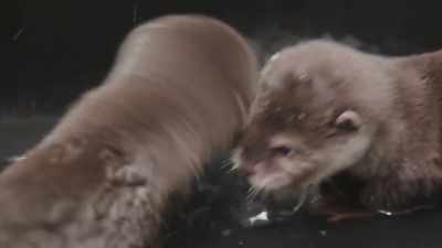 They were splashing around - Secrets of the Zoo