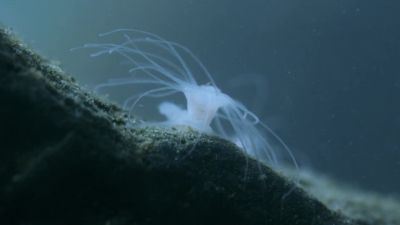 They start life as pinhead sized polyps, - Hostile Planet