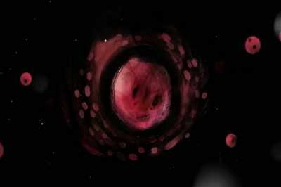 They start life by hatching
from eggs in a stream. - Artifishal