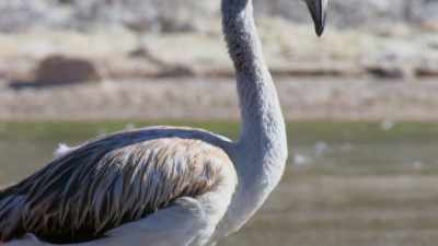 They still have their first
greyish—white plumage. - Attenborough's Life in Colour