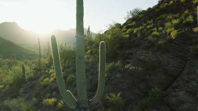 They store water in quantity - The Green Planet